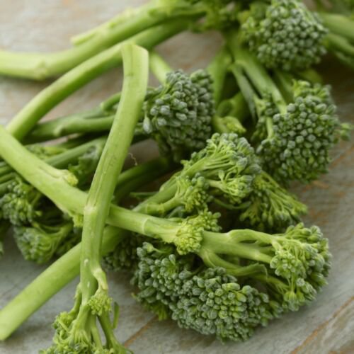 95X - Broccoli Green Sprouting Calabrese Vegetable Seeds - Garden Vegetable Plant Seeds