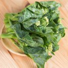 75X - Chinese Brocco Kailaan Vegetable Seeds - Garden Vegetable Plant Seeds