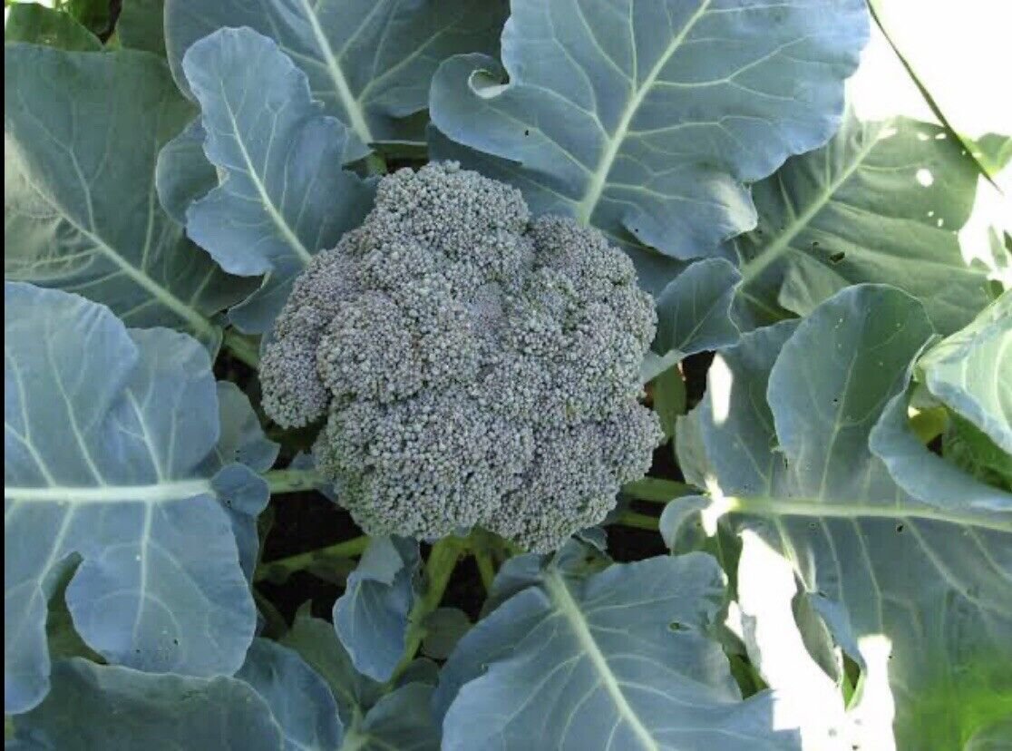 150X - BROCCOLI Waltham WINTER HARDY Vegetable Seeds - Garden Vegetable Plant Seeds