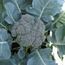 150X - BROCCOLI Waltham WINTER HARDY Vegetable Seeds - Garden Vegetable Plant Seeds