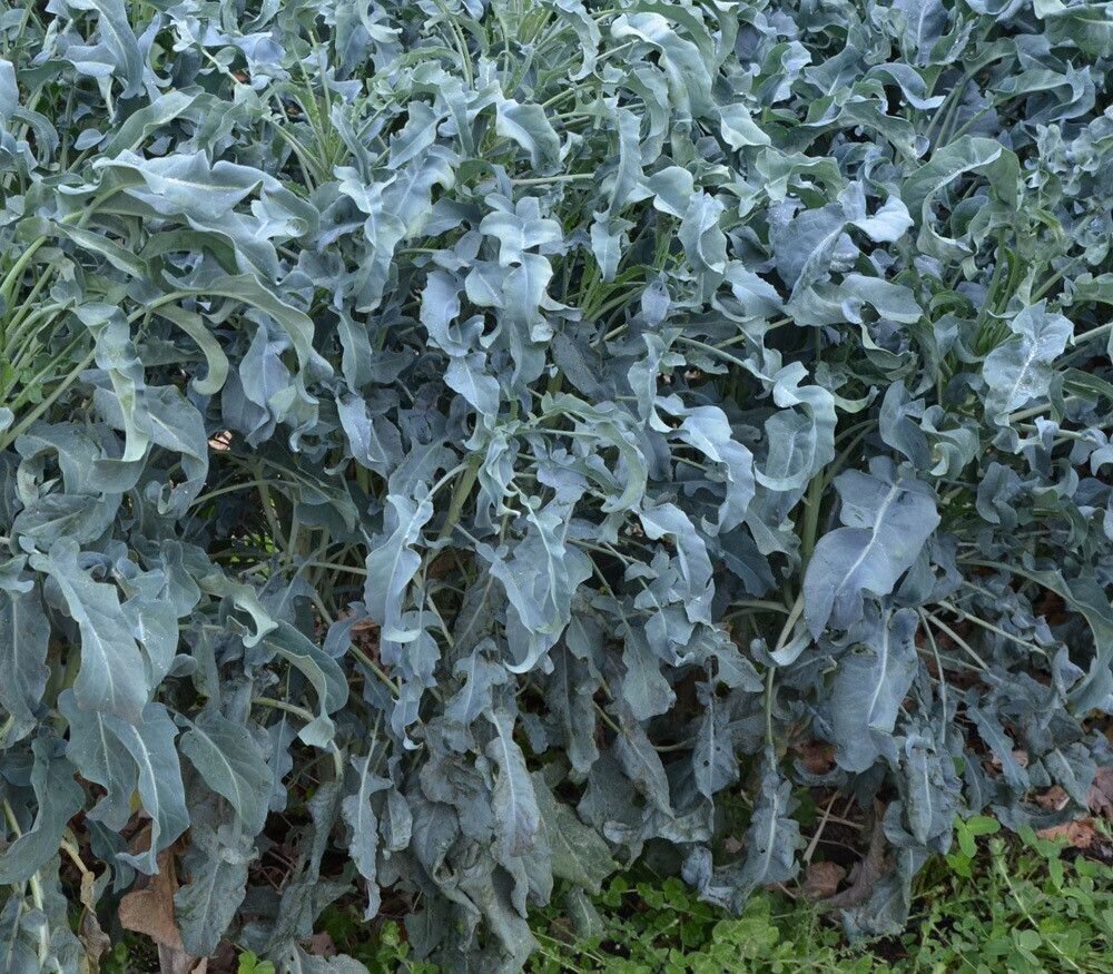 300X - BROCCOLI Leaf Spigariello Smooth Vegetable Seeds - Garden Vegetable Plant Seeds