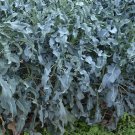 300X - BROCCOLI Leaf Spigariello Smooth Vegetable Seeds - Garden Vegetable Plant Seeds