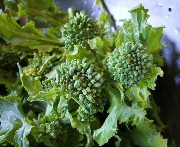 120X - Broccoli Raab 'Spring Rapini' Asparagus Flavour Seeds - Garden Vegetable Plant Seeds