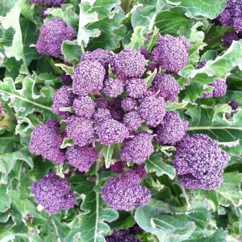 50X - BROCCOLI PURPLE SPROUTING Seeds Extra Early vegetable Seeds - Garden Vegetable Seeds