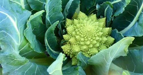 50X - ROMANESCO BROCCOLI SEEDS Unusual Garden vegetable Seeds - Garden Vegetable Seeds