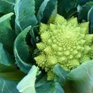50X - ROMANESCO BROCCOLI SEEDS Unusual Garden vegetable Seeds - Garden Vegetable Seeds