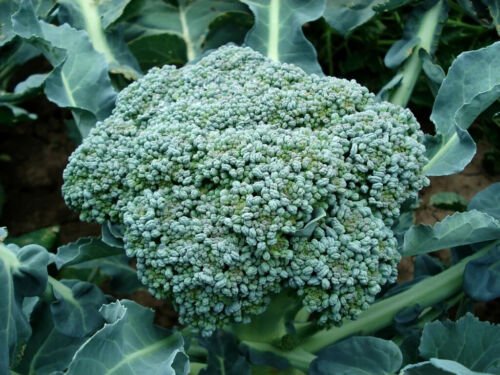 100X - GREEN SPROUTING BROCCOLI SEEDS Organic vegetable Seeds - Garden Vegetable Seeds