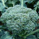 100X - GREEN SPROUTING BROCCOLI SEEDS Organic vegetable Seeds - Garden Vegetable Seeds
