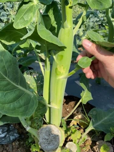 100X - Broccoli Kale Chunky Size F1 vegetable Seeds - Garden Vegetable Seeds
