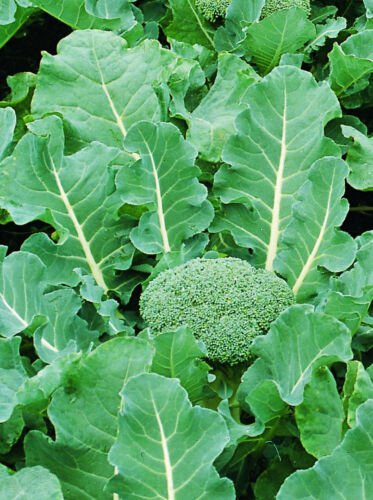 5X - Broccoli Calabrese Samson F1 vegetable Seeds - Garden Vegetable Seeds