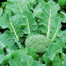 5X - Broccoli Calabrese Samson F1 vegetable Seeds - Garden Vegetable Seeds