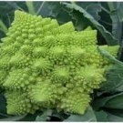 25X - VEGETABLE SEED Romanesco Broccoli vegetable Seeds - Garden Vegetable Seeds