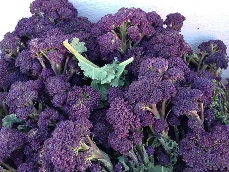 10X - Broccoli &acirc;��Purple Sprouting' vegetable Seeds - Garden Vegetable Seeds