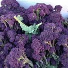 10X - Broccoli ‘Purple Sprouting' vegetable Seeds - Garden Vegetable Seeds