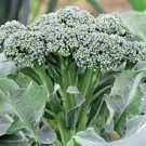 50X - GREEN VEGETABLE SEED Home vegetable Seeds - Garden Vegetable Seeds