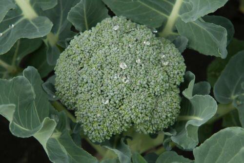 5X - CALABRESE BROCCOLI SEED vegetable Seeds - Garden Vegetable Seeds