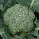 5X - CALABRESE BROCCOLI SEED vegetable Seeds - Garden Vegetable Seeds