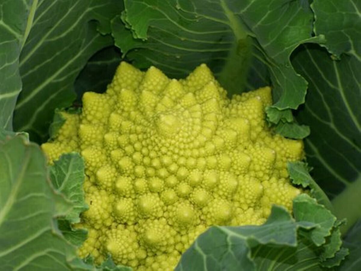 70X - Heirloom BROCCOLI ROMANESCO vegetable Seeds - Garden Vegetable Seeds