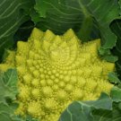 70X - Heirloom BROCCOLI ROMANESCO vegetable Seeds - Garden Vegetable Seeds