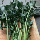 100X - BROCCOLI Leaf Spigariello vegetable Seeds - Garden Vegetable Seeds