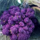 100X - Broccoli PURPLE Vegetable Seeds - Garden Vegetable Seeds