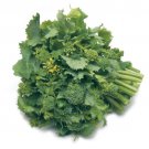 100X - BROCCOLI Raab Rapini Vegetable Seeds - Garden Vegetable Seeds