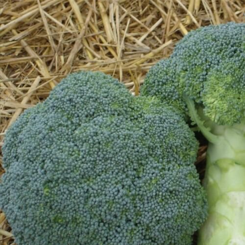 20X - BROCCOLI Solitaire F1 Hybrid Vegetable Seeds - Garden Vegetable Seeds