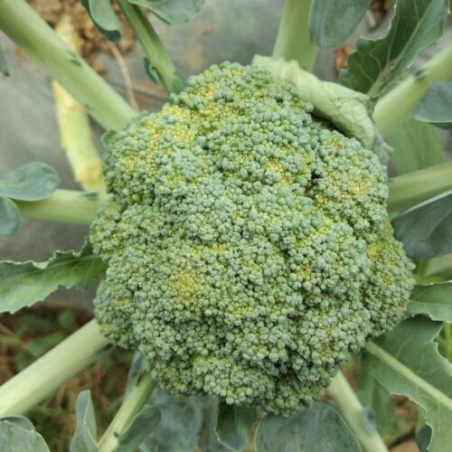 150X - Broccoli Ramoso Santana Vegetable Seeds - Garden Vegetable Seeds