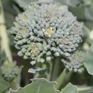 300X - Broccoli seeds Vegetable Seeds - Garden Vegetable Seeds