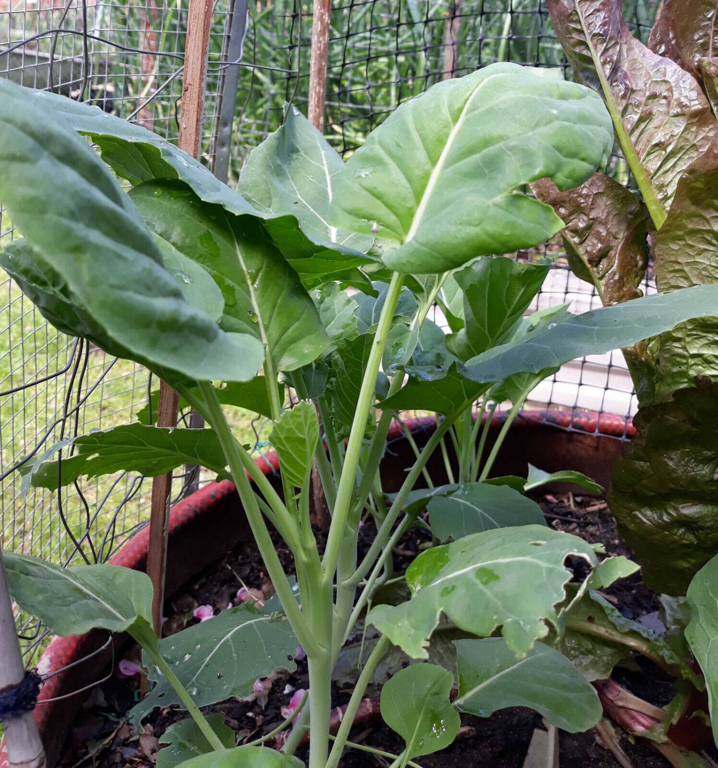 220X - Chinese Broccoli Vegetable Seeds - Garden Vegetable Seeds