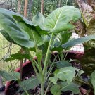 220X - Chinese Broccoli Vegetable Seeds - Garden Vegetable Seeds