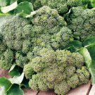 100X - BROCCOLI Calabrese Vegetable Seeds - Garden Vegetable Seeds
