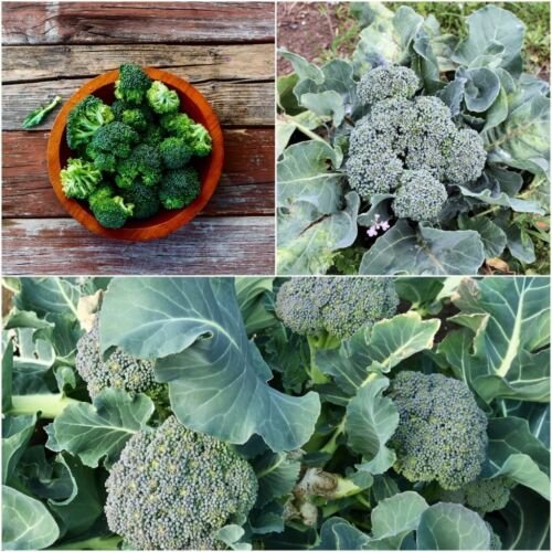 70X - Broccoli Umpqua Vegetable Seeds - Garden Vegetable Seeds
