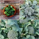 70X - Broccoli Umpqua Vegetable Seeds - Garden Vegetable Seeds