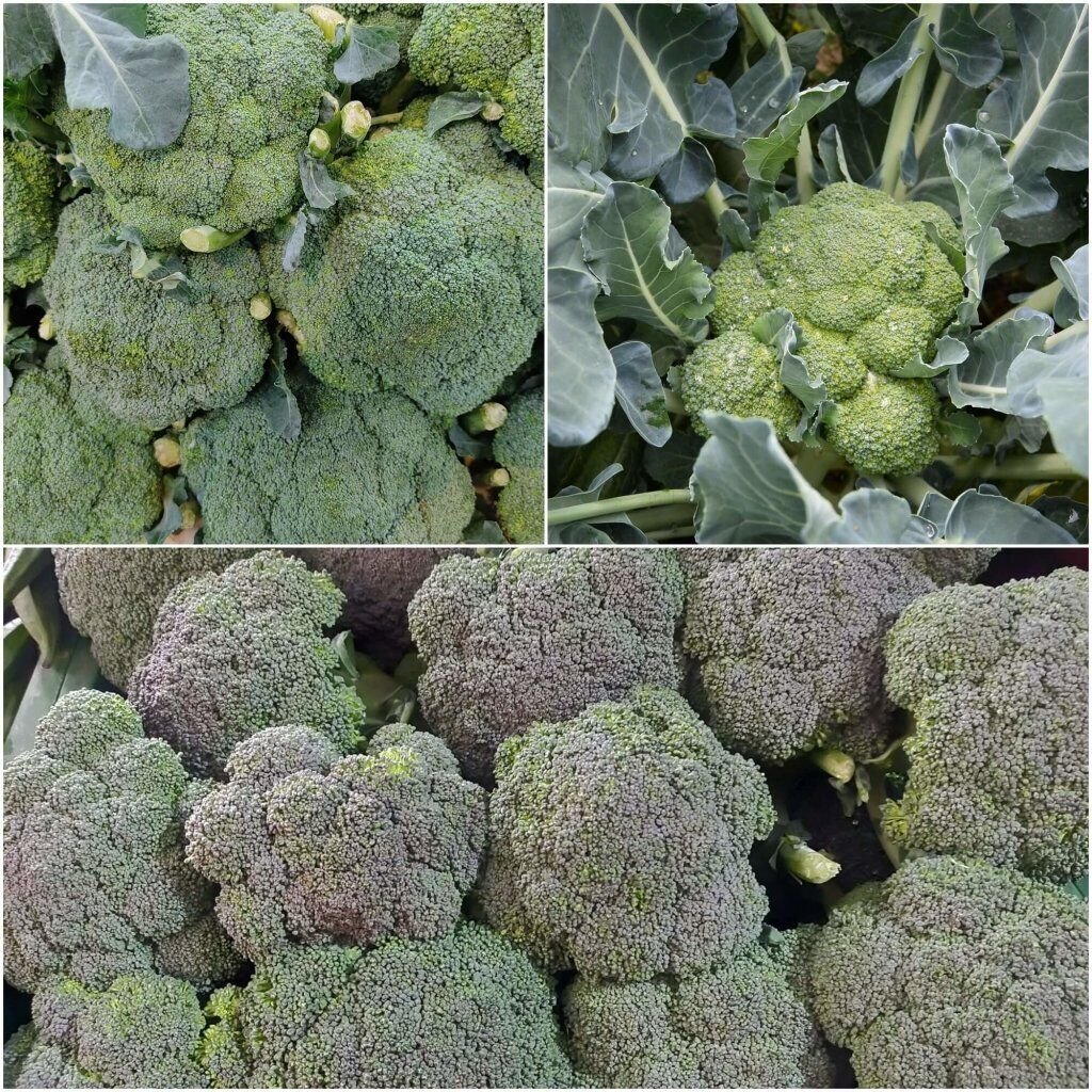70X - Broccoli Albert Vegetable Seeds - Garden Vegetable Seeds
