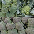 70X - Broccoli Albert Vegetable Seeds - Garden Vegetable Seeds