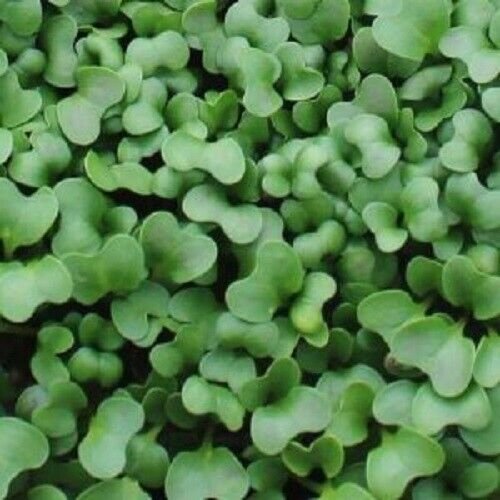 500X - MICRO GREEN BROCCOLI SPROUTS Vegetable Seeds - Garden Vegetable Seeds