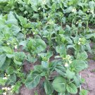 50X - CHINESE BROCCOLI Frank F1 KAILAAN Vegetable Seeds - Garden Vegetable Seeds