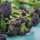 100X - BROCCOLI Purple Sprouting Early Vegetable Seeds - Garden Vegetable Seeds