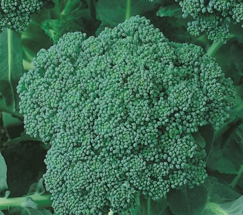 30X - Organic Grown Green Sprouting Broccoli Vegetable Seeds - Garden Vegetable Seeds