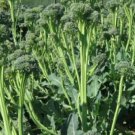 30X - Organic Grown Italian Broccoli Vegetable Seeds - Garden Vegetable Seeds