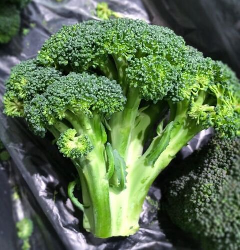 150X - Broccoli winter spring Autumn easy to grow Vegetable Seeds - Garden Vegetable Seeds