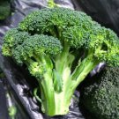 150X - Broccoli winter spring Autumn easy to grow Vegetable Seeds - Garden Vegetable Seeds