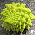 100X - Cauliflower Broccoli Romanesque fractal Vegetable Seeds - Garden Vegetable Seeds