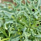 120X - BROCCOLI 'Spigarello' UNUSUAL curly leaf Vegetable Seeds - Garden Vegetable Seeds