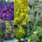 BROCCOLI seeds Assorted 3 Packs Vegetable Seeds - Garden Vegetable Seeds