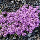 300X Seeds - CREEPING THYME herb perennial ground cover Seeds - Garden Flower Seeds
