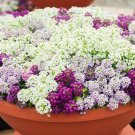 200X Seeds - ALYSSUM Magic Circles Mix ground cover Seeds - Garden Flower Seeds