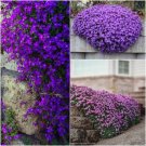 120X Seeds - AUBRETIA HYBRIDA MIX ground cover Seeds - Garden Flower Seeds
