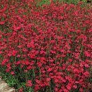 50X Seeds - DIANTHUS DELTOIDES BRILLIANT ground cover Seeds - Garden Flower Seeds